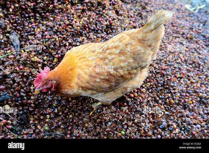 Best chicken road game in Spain