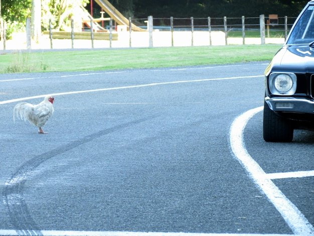 Best chicken road demo in Netherlands